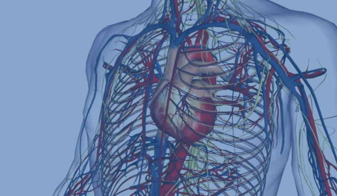 The Cardiorespiratory System Overview