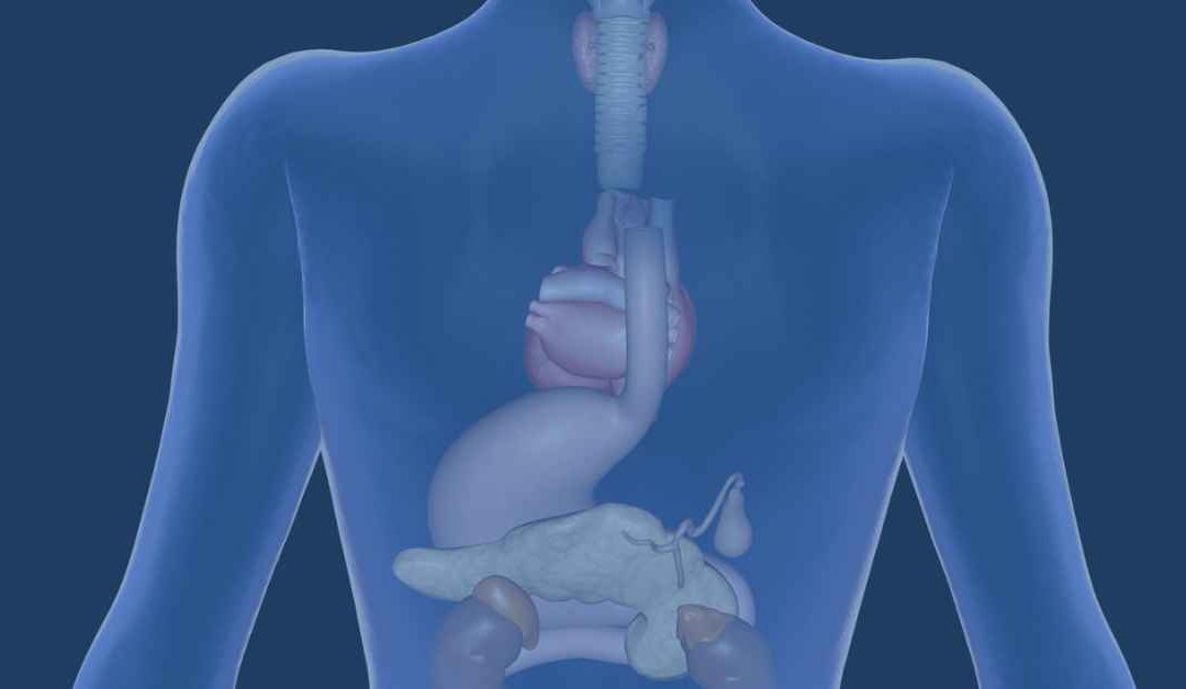 The Endocrine System