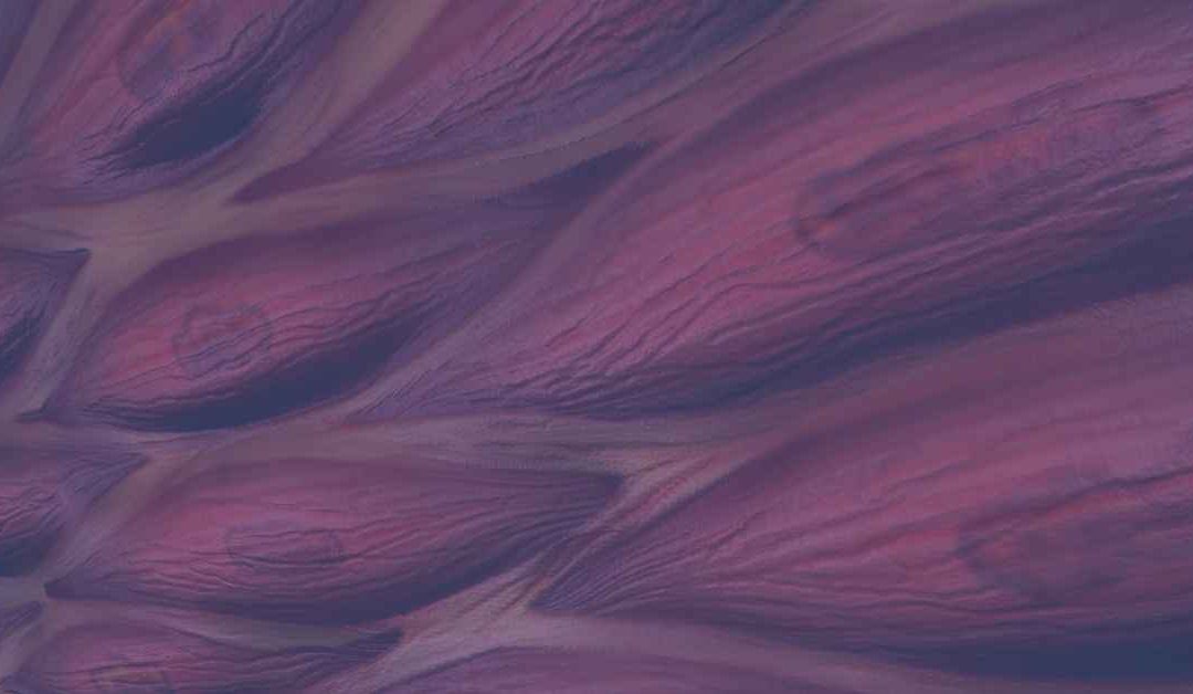 Muscle Fibre Types