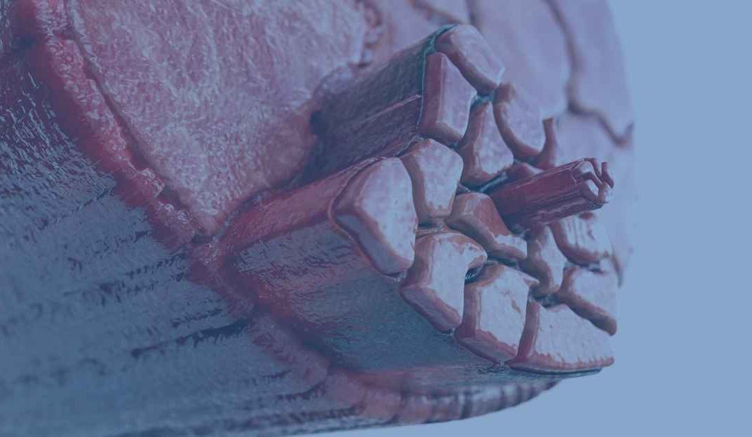 The Structure of Skeletal Muscle