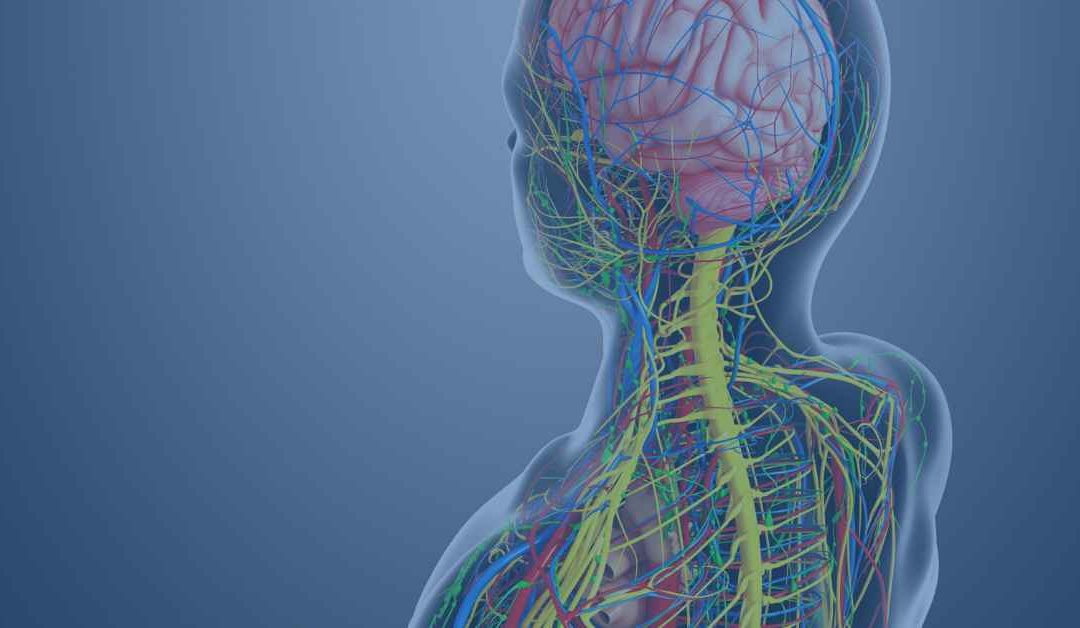 The Autonomic Nervous System