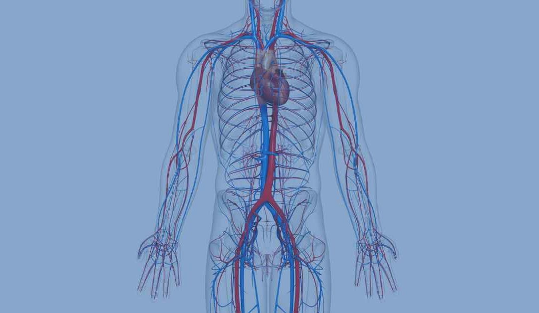 The Circulatory System