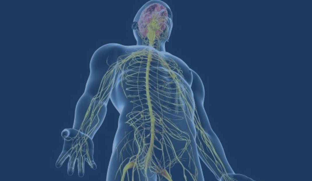 The Neuro-endocrine System Overview