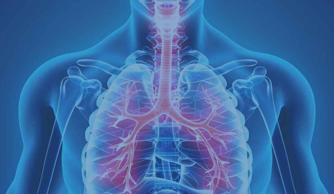 The Respiratory System