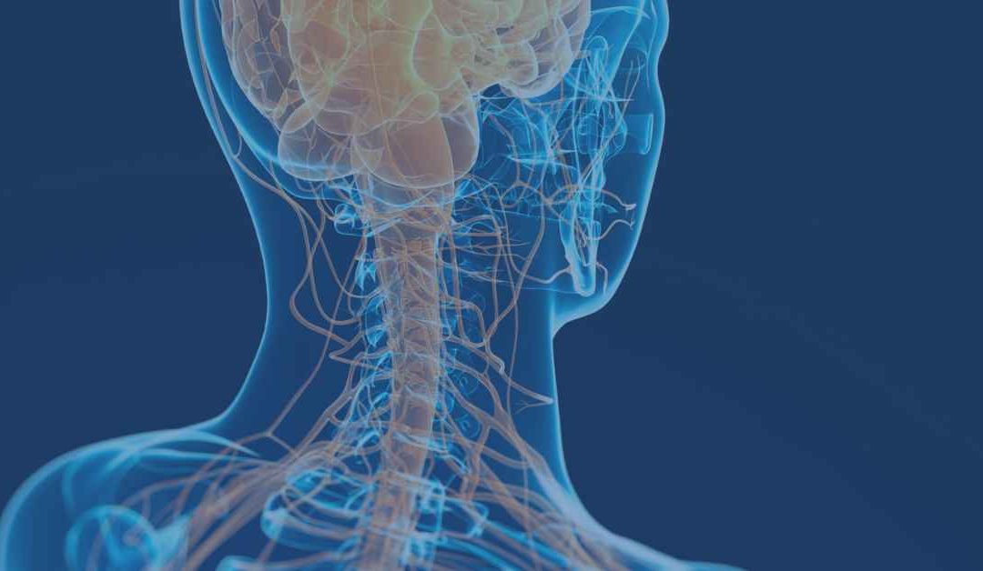 The Somatic Nervous System