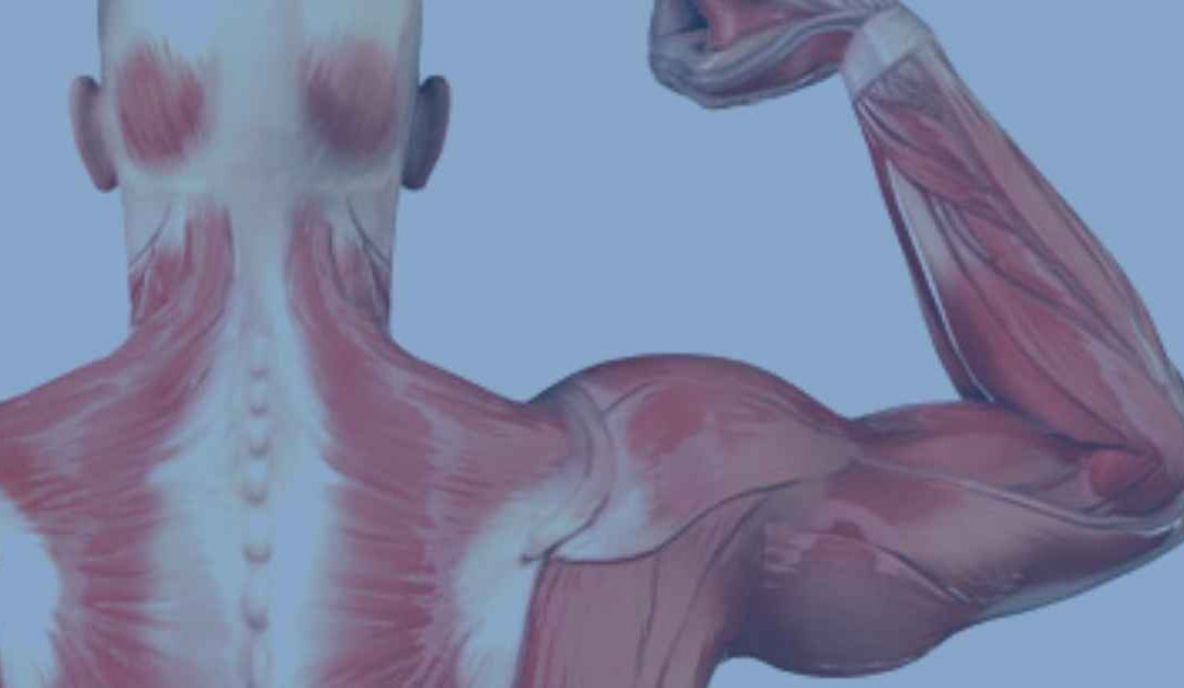 Types of Muscular Contraction