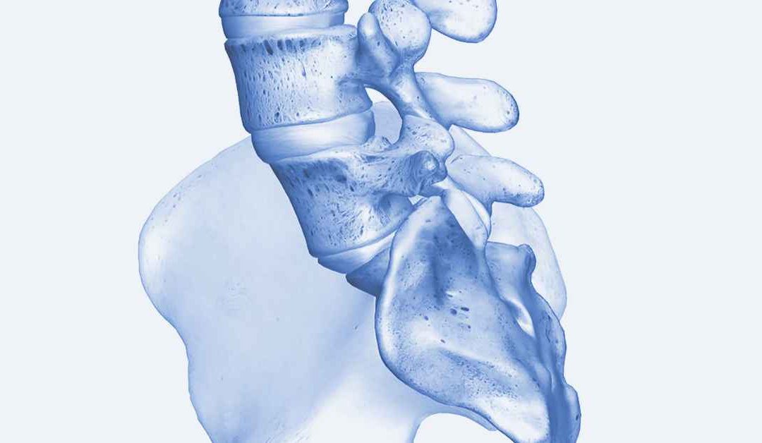 Axial Skeleton: The Vertebral Column