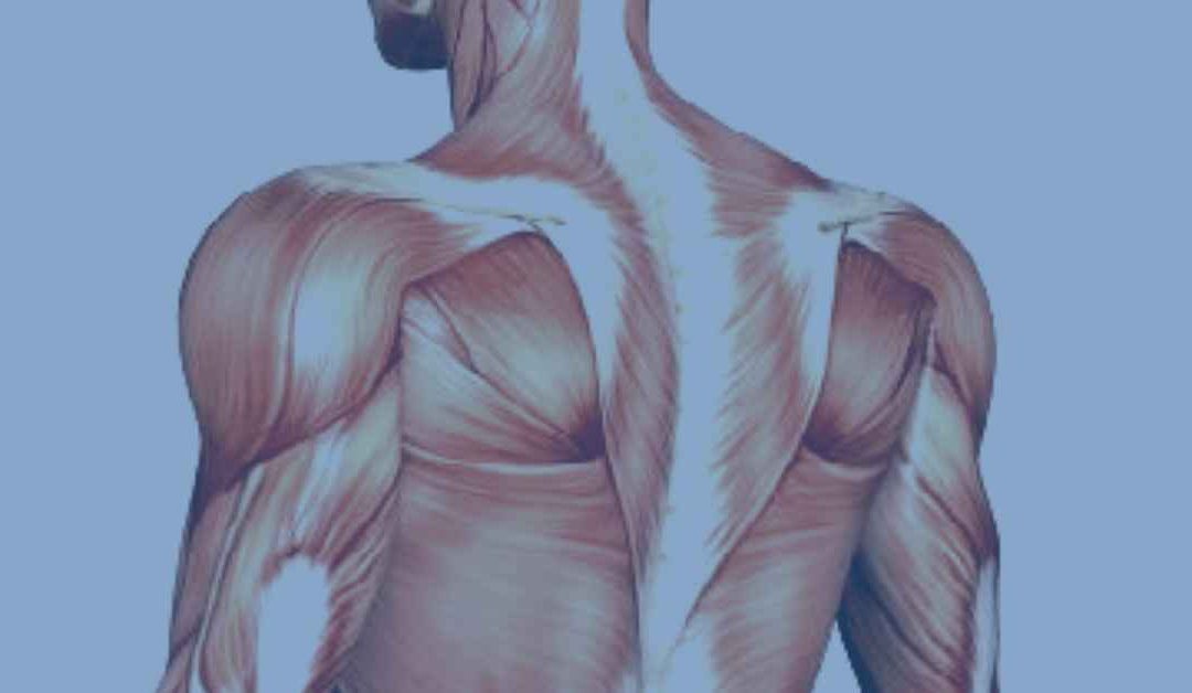 The Muscles of the Shoulder Joint