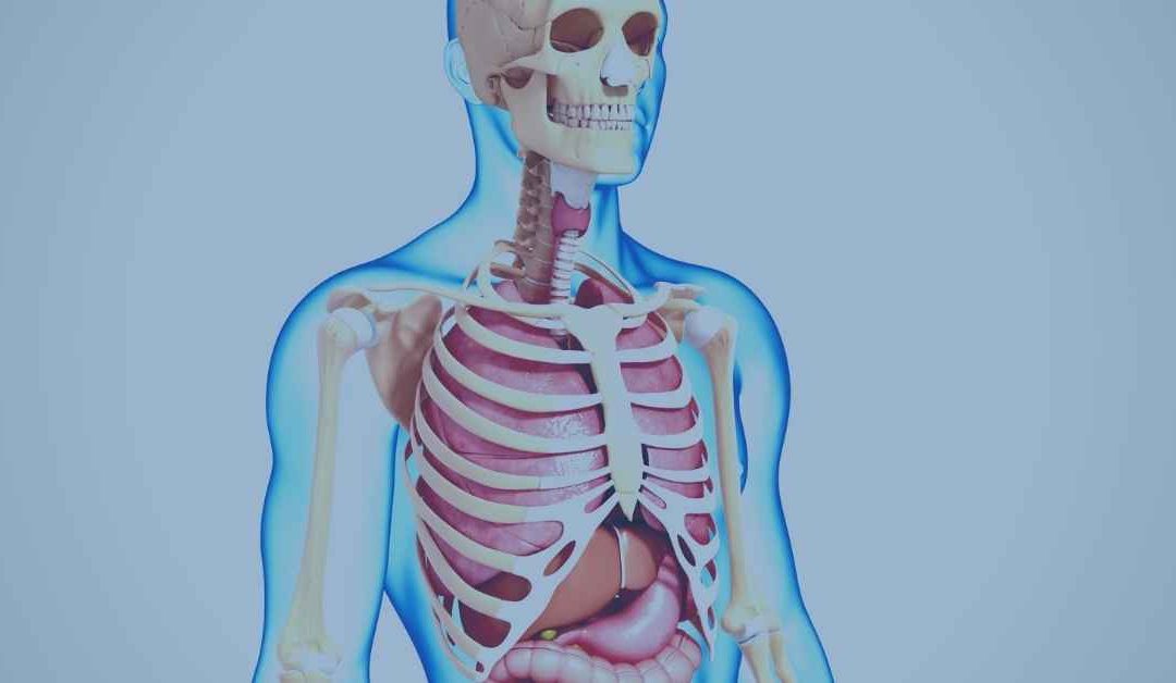 An Overview of the Skeleton