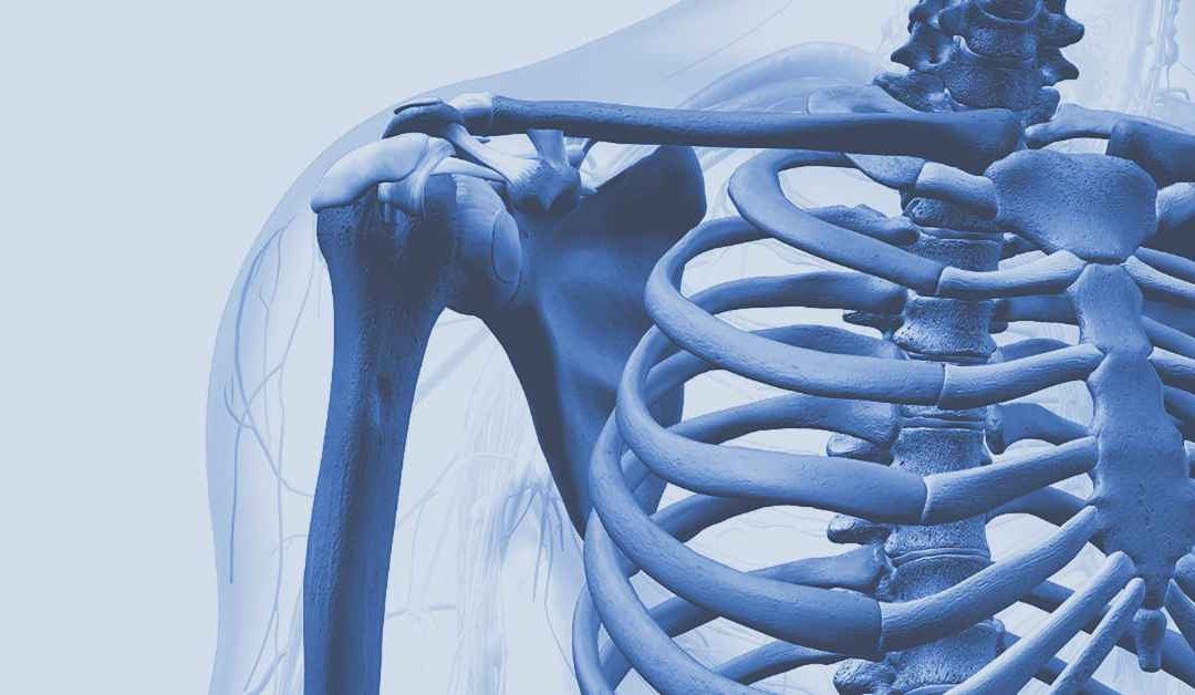 Appendicular Skeleton: The Shoulder Girdle and Upper Limbs