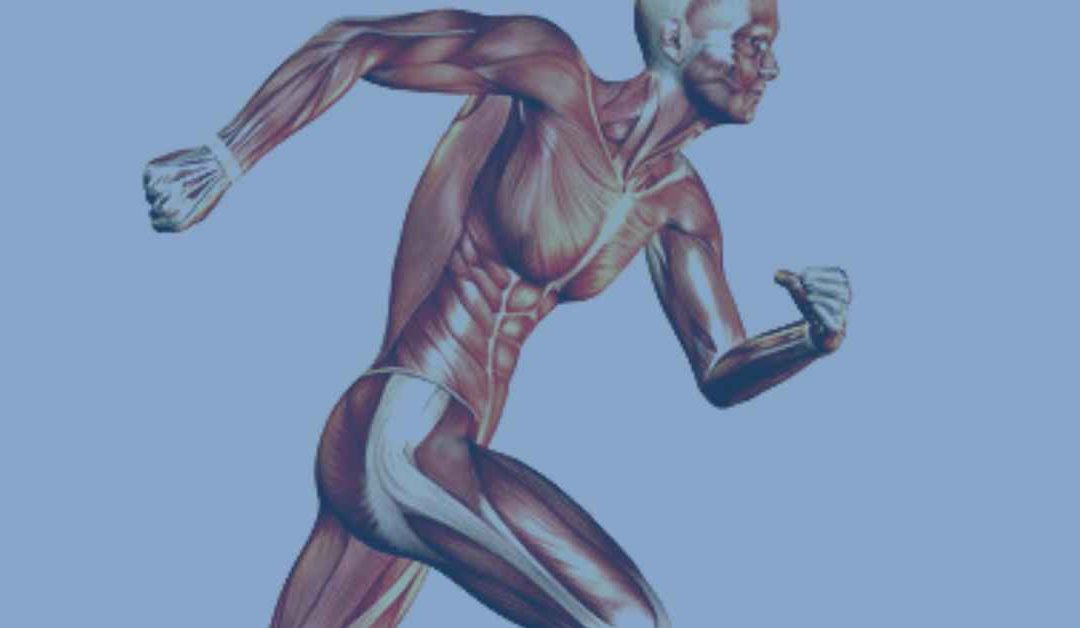 An Overview of The Muscular System