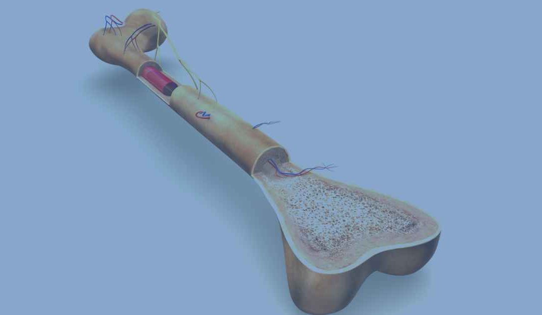 The Structure of Bone