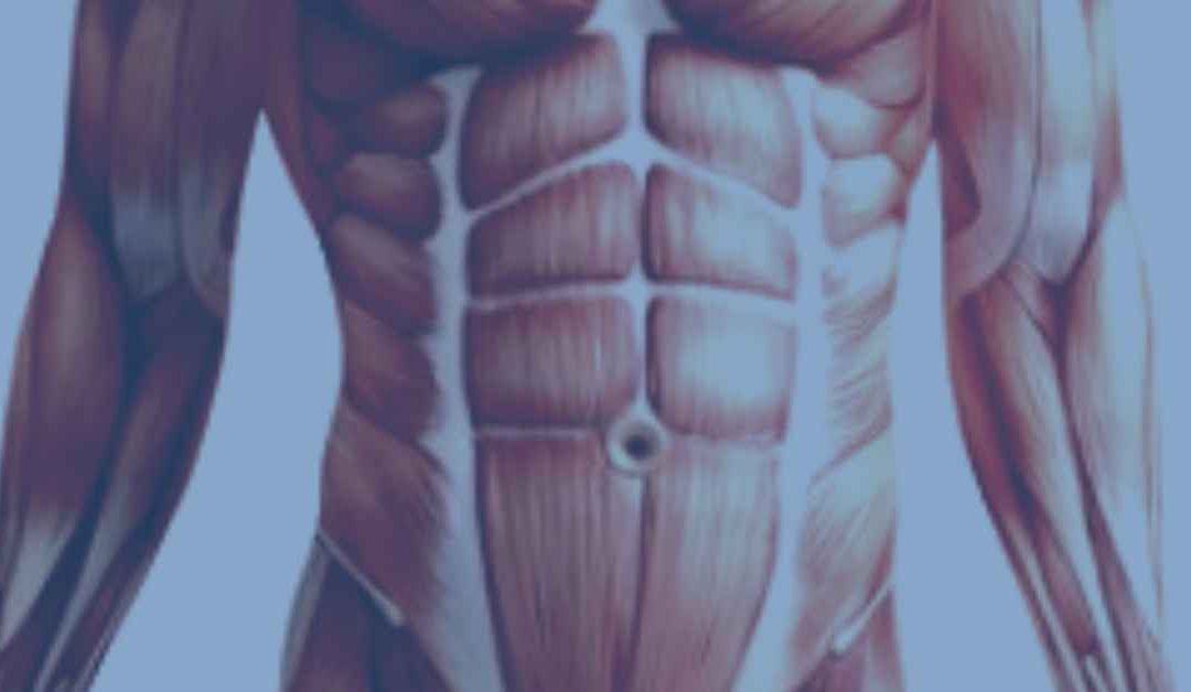 Muscles of the Abdomen