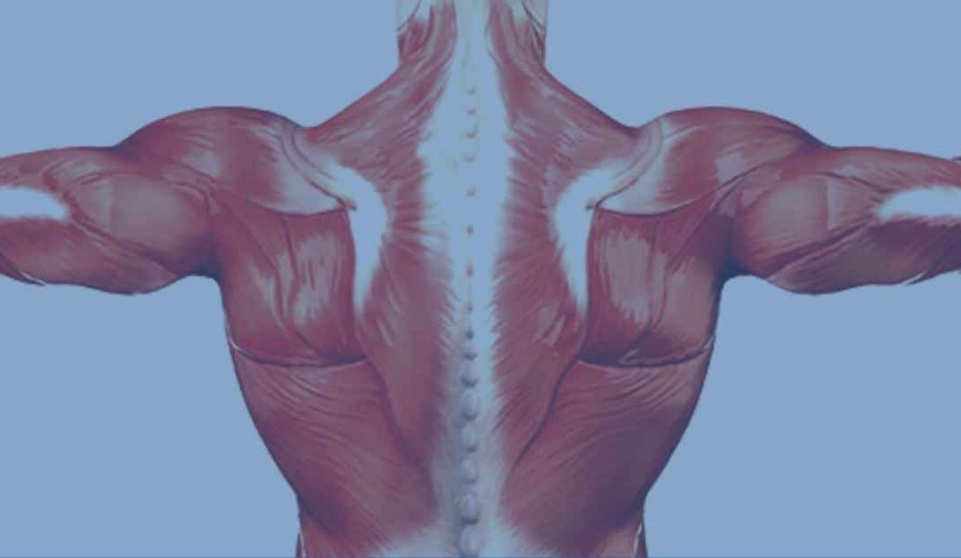Muscles of the Vertebral Column