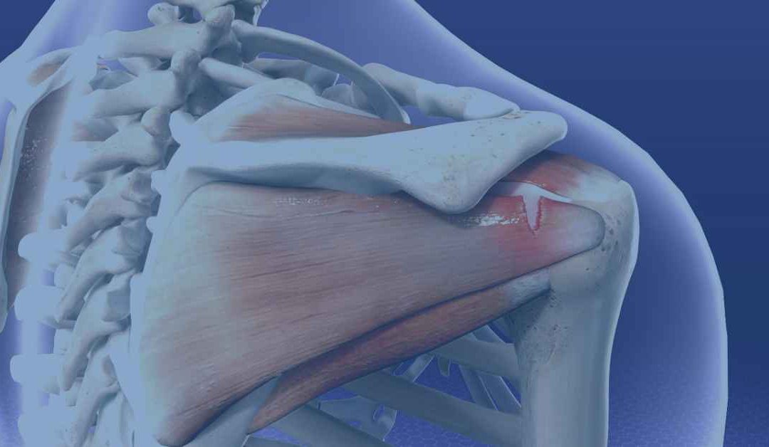 The Rotator Cuff Muscles