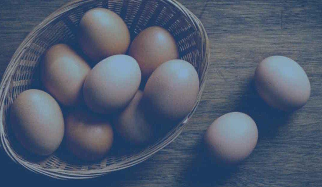 Food Choices for Protein